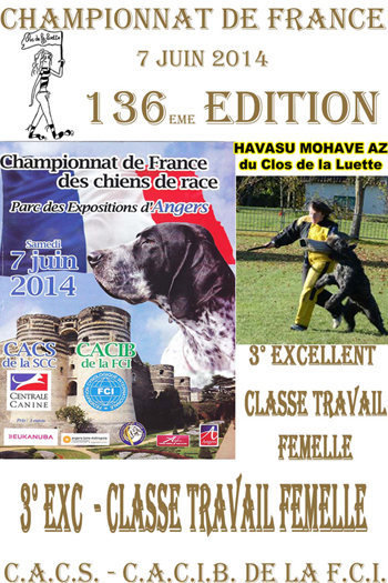 HAVASU du Clos de la Luette CHAMPIONNAT de FRANCE 2014 CLASSE TRAVAIL FEMELLE